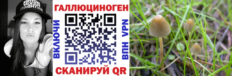 Галлюциногенные грибы Psilocybine cubensis  Купить закладки  Дегтярск 